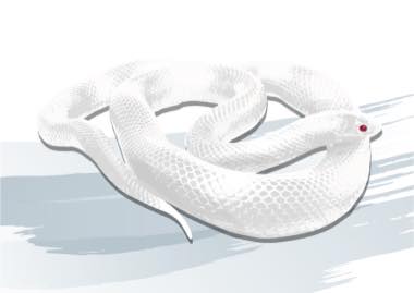 不思議な白蛇の因縁